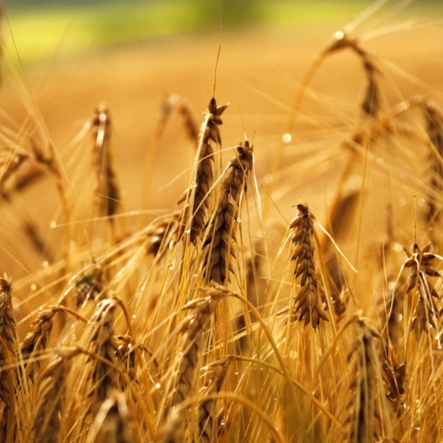 Free photo - Wheat field